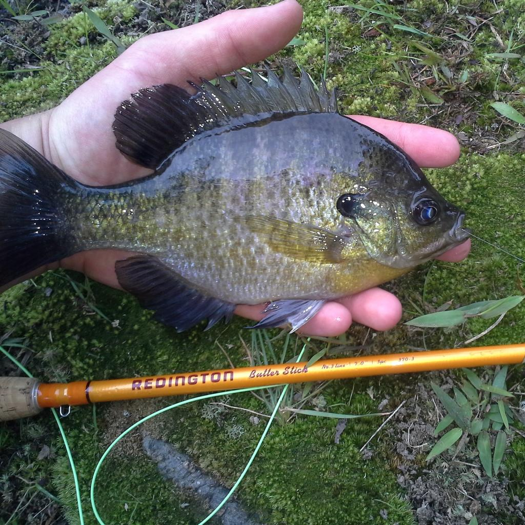 Ultralight Fly Fishing • New Stick...New Love.